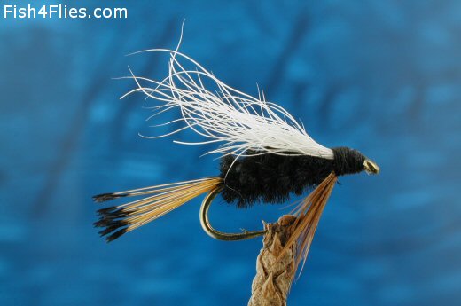 Brad's Rio Grande King